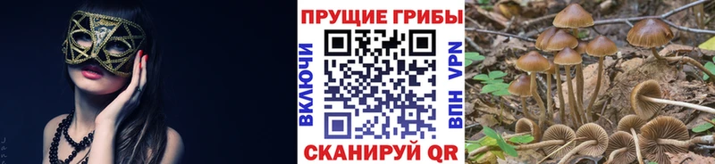 Галлюциногенные грибы Magic Shrooms  сколько стоит  Тулун 